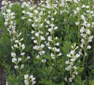 Baptisia Australis Alba