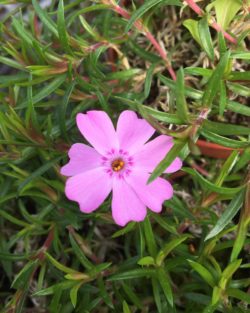 Phlox subulata forme rose