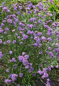 Verbena bonariensis 'Lollipop'
