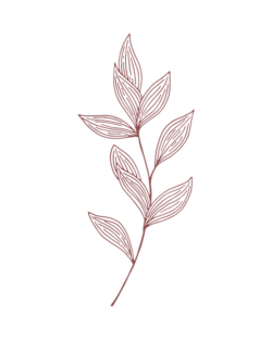 Allium schoenoprasum 'White One'
