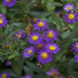 Aster ageratoides Ezo Murazaki