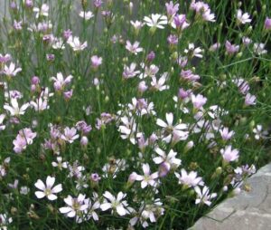 plante de terrain sec