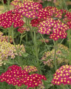 Achillea 'Pomegranate'