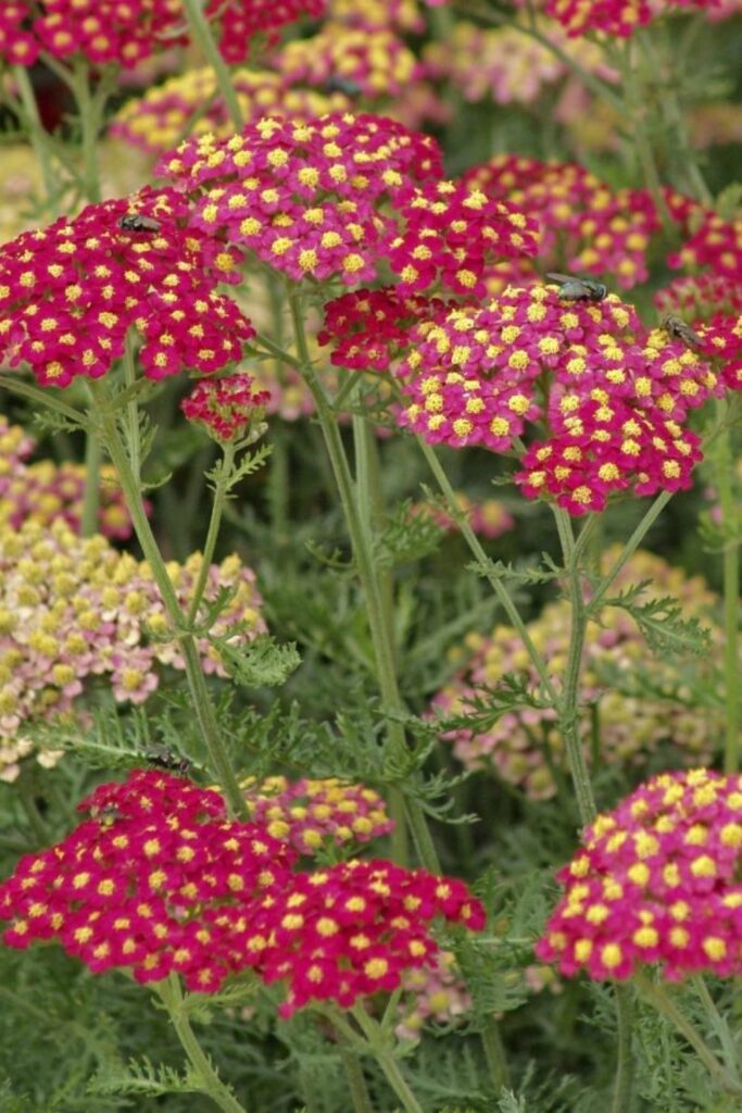 Achillea 'Pomegranate'