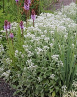 Anaphalis triplinervis 'Sommerschnee'