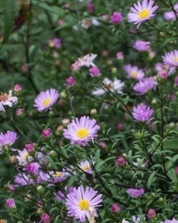 Aster 'Le Vasterival'
