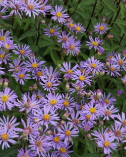 Aster radula