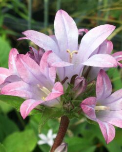 Campanula glomerata 'Caroline'