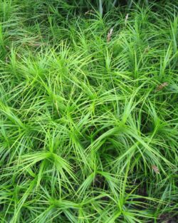 Carex muskigumensis
