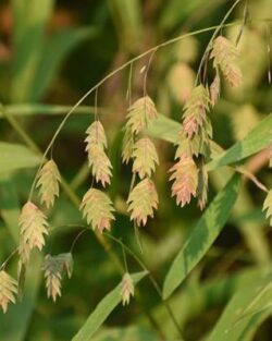 Chasmanthium latifolium