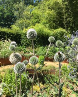 Echinops sphaerocephalus 'Arctic Glow'