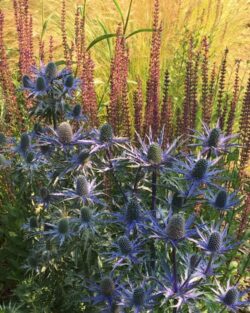 Eryngium  zabelii 'Big Blue'
