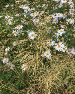 Kalimeris incisa 'Madiva'