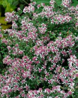 Aster lateriflorus 'Lady in Black'