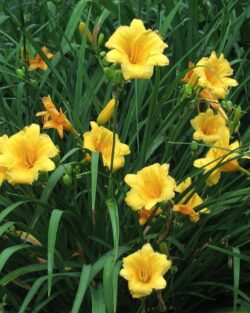 Hemerocallis 'Stella de Horo'
