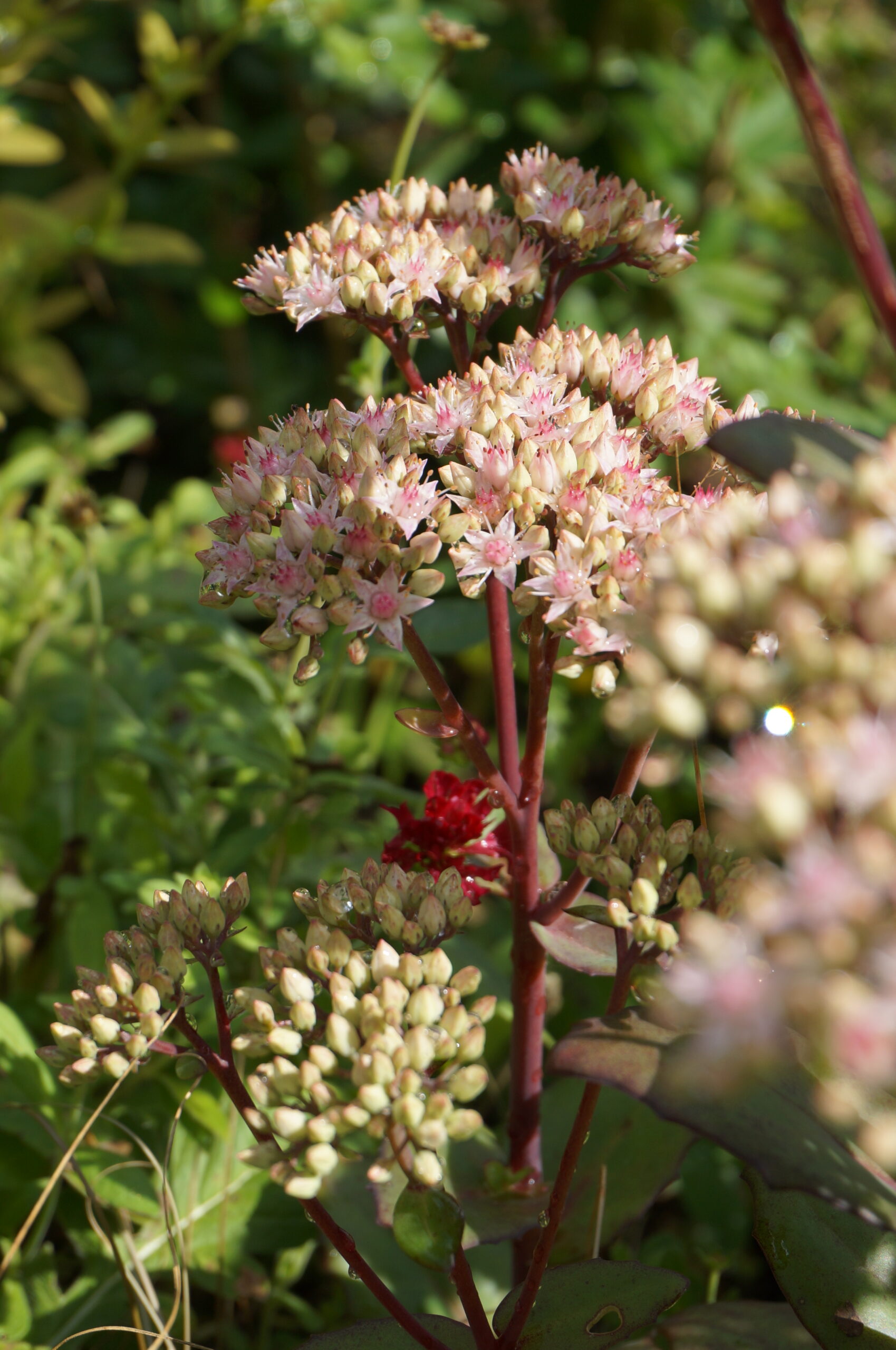 Sedum 'Matrona'